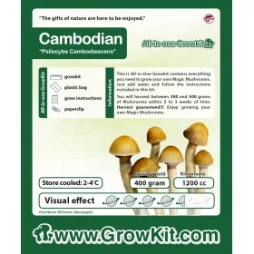 Growkit cambogiano (Psilocybe Cubensis)