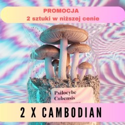 Growkit Cambodian (Psilocybe Cubensis)- 2 sztuki