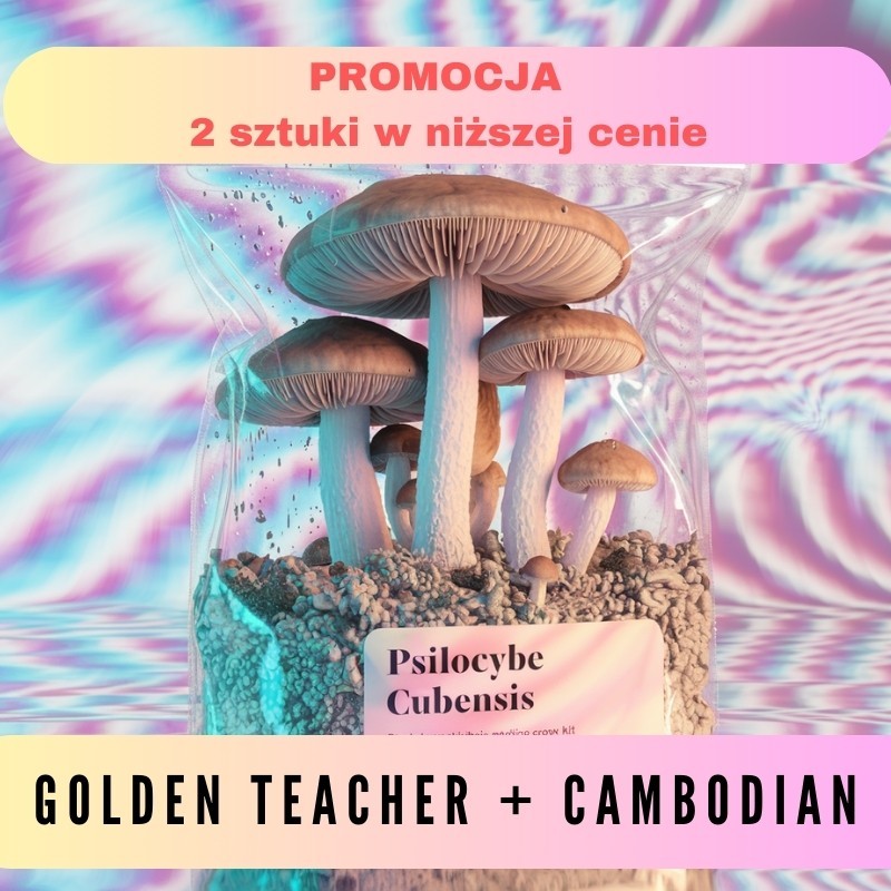 Growkit Golden Teacher + Cambodian|GoldenTeacher|Growkity