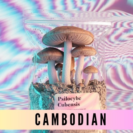 Growkit Cambodian (Psilocybe Cubensis) | GoldenTeachers.pl