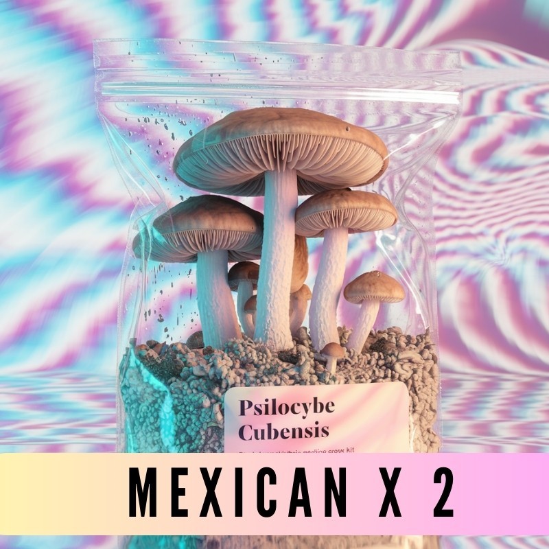 Growkit Mexican (Psilocybe Cubensis)- 2 sztuki|GoldenTeacher|Growkity